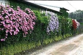 flowering vines in 9 zone some there and shade the tolerant vines. clematis are flowers ones