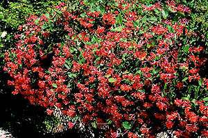 ph_ploty_lonicera_x_brownii