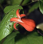 ph roslina 0409 clematis texensis red