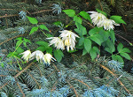 Pflege clematis Pflege clematis