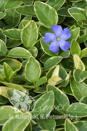 Encyclopaedia Vinca Minor Blue Shire