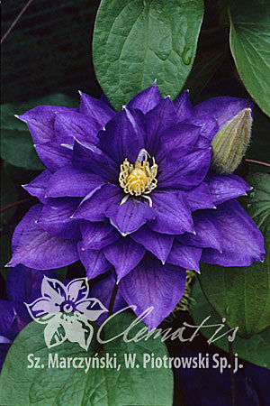 Clematis 'Beauty of Worcester'