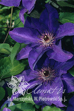 Clematis 'The President'