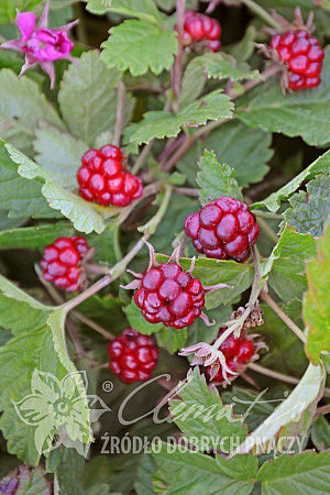 Rubus arcticus 'Tarja'