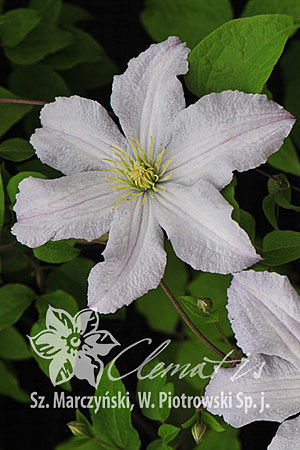 Clematis 'White Prince Charles'