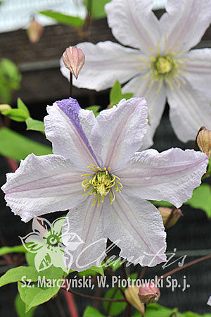 Clematis 'White Prince Charles'