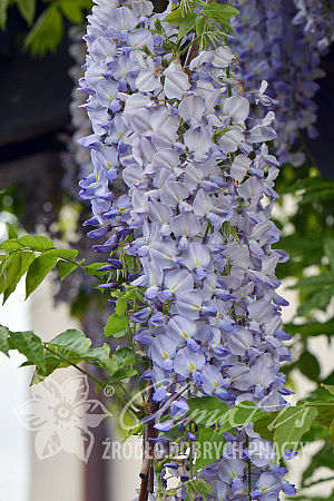 Wisteria sinensis 'Southern Belle'