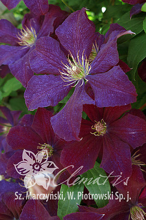 Clematis  'Syrena'