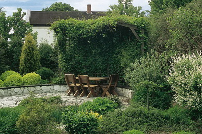 Akebia quinata na altance w ogrodzie
