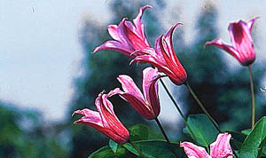 ph roslina 0409 clematis texensis Duchess of Albany kwiaty