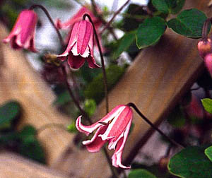 ph roslina 0409 clematis texensis Etoile Rose kwiaty