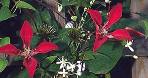 ph roslina 0409 clematis texensis Gravetye Beauty kwiaty