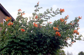 ph art0505 campsis radicans krzak