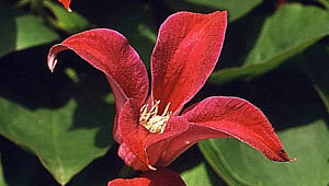ph roslina 0409 clematis texensis Sir Trevor Lawrence kwiaty
