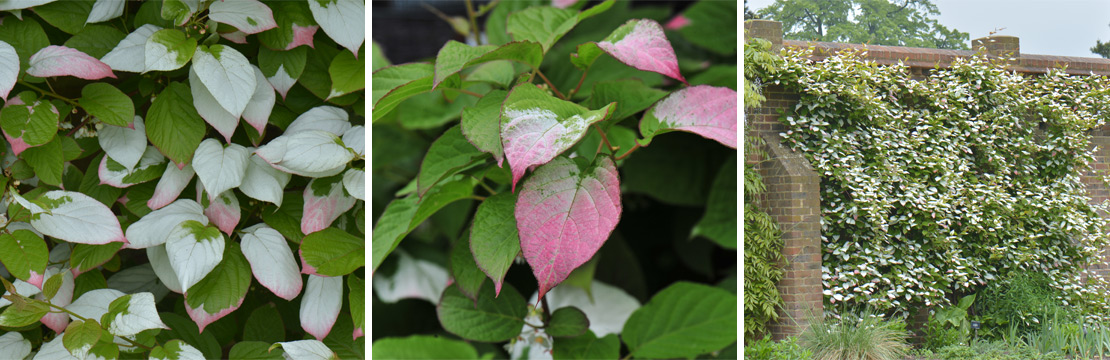 Clematis Kolomikta