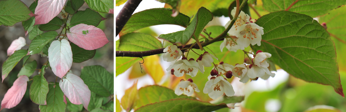 Clematis Kolomikta