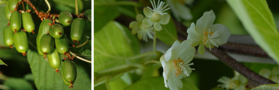 Clematis Kolomikta