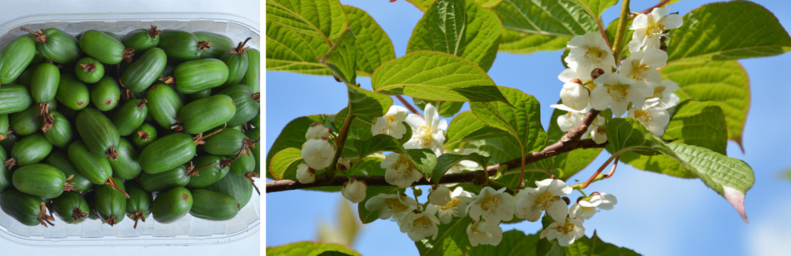 Clematis Kolomikta