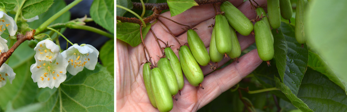 Clematis Kolomikta