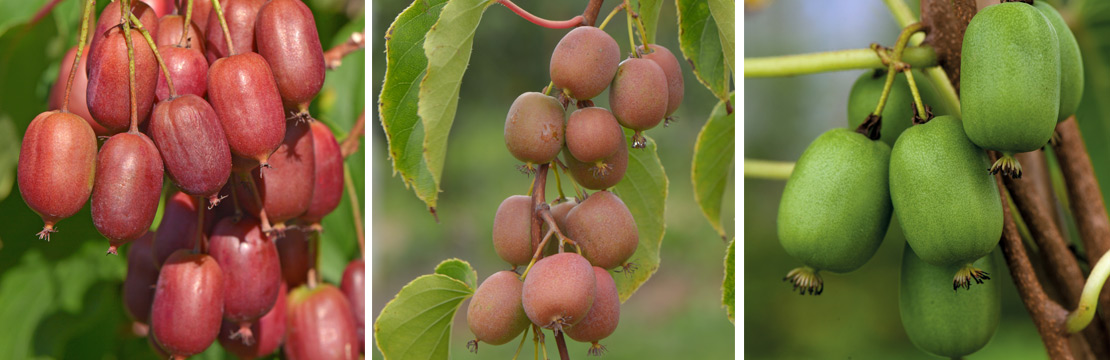 Clematis Arguta