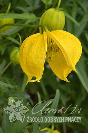 Clematis 'Kaśka'