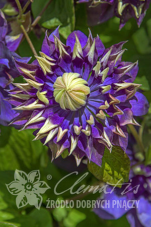 Clematis 'Taiga'PBR