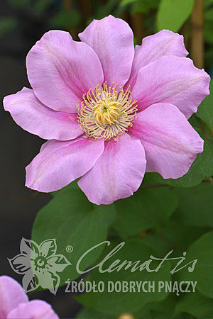 Clematis 'Pink Beauty'