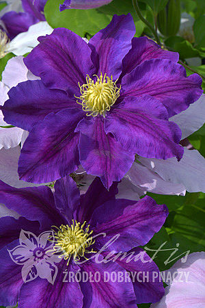 Clematis 'Lavender Beauty' (Лавендер Бьюти)