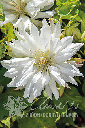 Clematis 'Yukiokoshi'