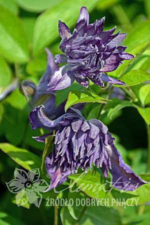 Clematis 'Mary Rose', syn. Clematis viticella 'Flore Pleno'