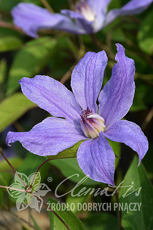 Clematis 'Kagura'