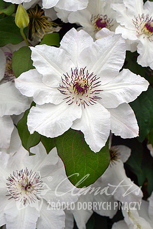 Clematis 'Maria Kaczyńska'