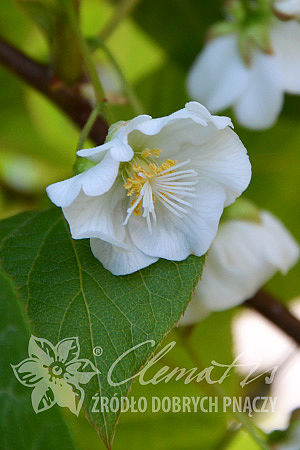 Actinidia kolomikta 'Vitakola'