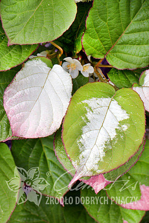 Actinidia kolomikta 'Vitakola'