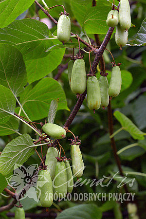 Actinidia kolomikta 'Vitakola'