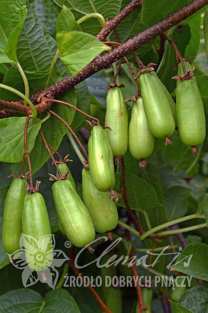 Actinidia kolomikta 'Vitakola'