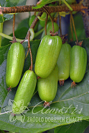 Actinidia kolomikta 'Vitakola'