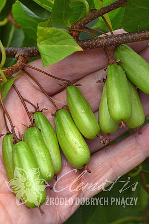 Actinidia kolomikta 'Vitakola'