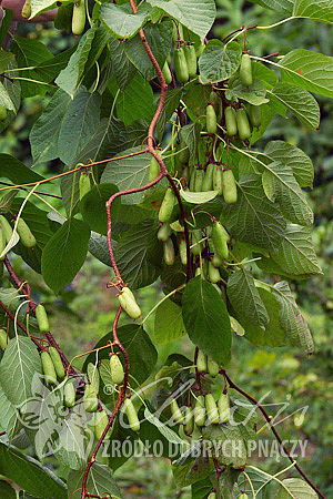 Actinidia kolomikta 'Vitakola'