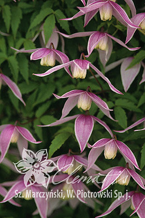 Clematis 'Willy'