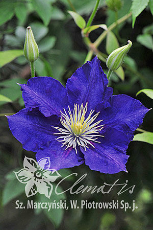 Clematis 'Lady Betty Balfour'