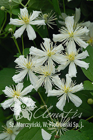 Clematis 'Paul Farges' SUMMER SNOW
