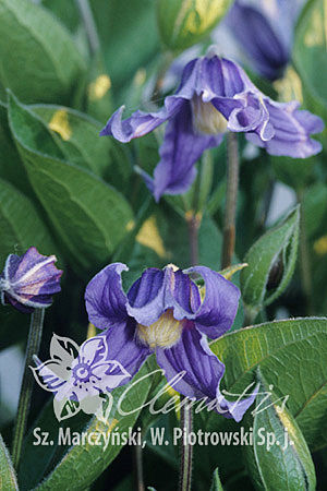 Clematis integrifolia 'Bluish Violet'