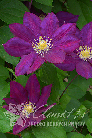 Clematis 'Lech Kaczyński'