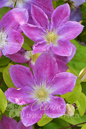 Clematis 'Change of Heart'