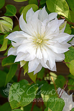 Clematis 'First Love'PBR