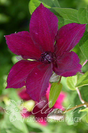 Clematis 'Perida'