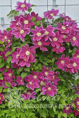 Clematis 'Hania'