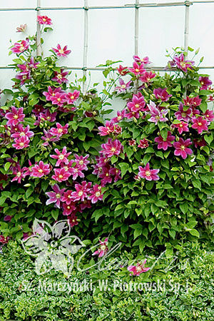 Clematis 'Hania'