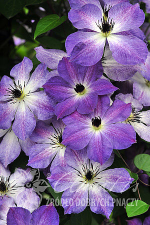 Clematis 'Cloudburst'